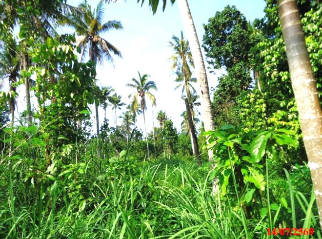 picture LAND 2280.4 Sq.w. Ruso Narathiwat for 1.4M - 4/14