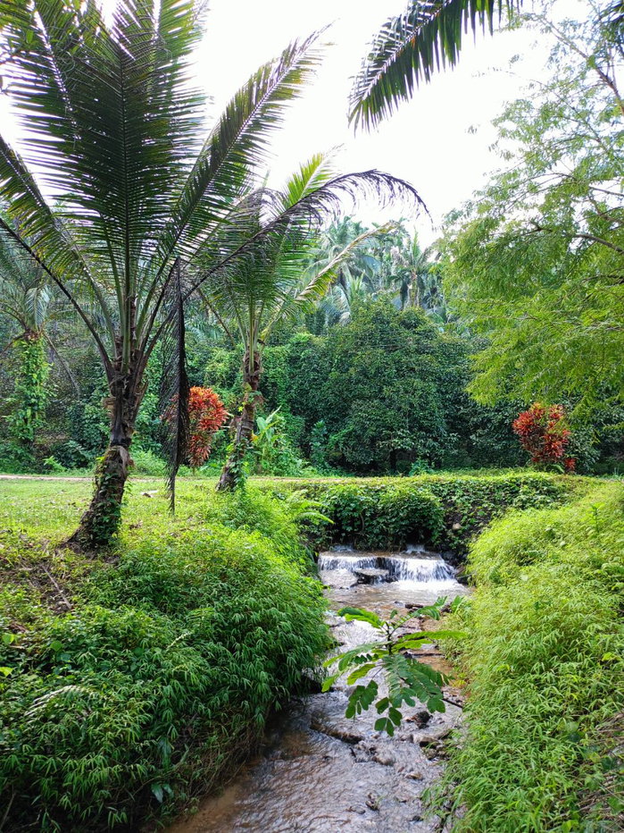 picture 42 Rai Freehold Orchard for Sale in Ranong  Productive Farm with Continuous Orchard Area | Year-Round Natural Water泰国拉廊府42莱地契果园出售｜成熟经营果园｜全年天然水源｜适合农业投资 - 3/4