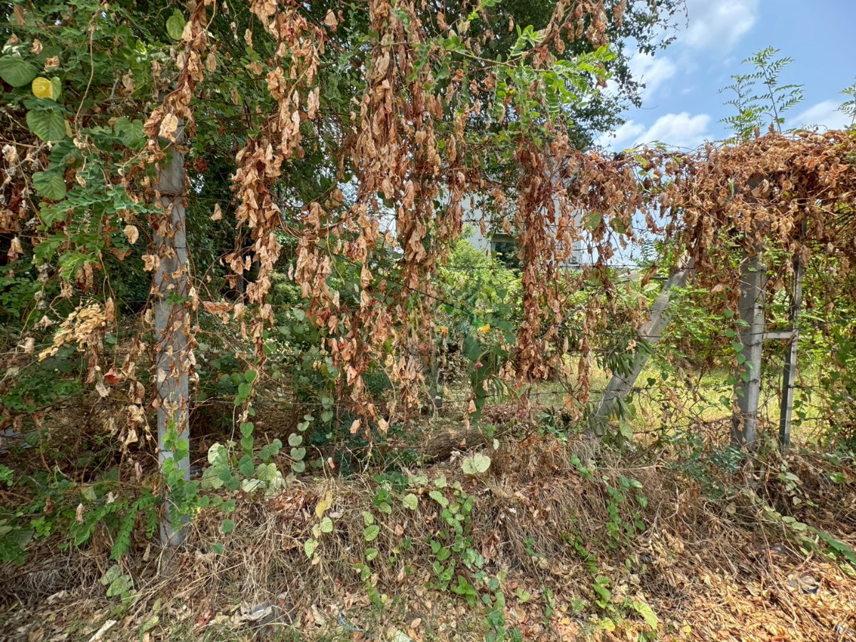 picture Vacant land for rent, leveled and ready for construction, On Nut 40, size 216 square wa (30,000 THB/month) (N.2087) - 3/6