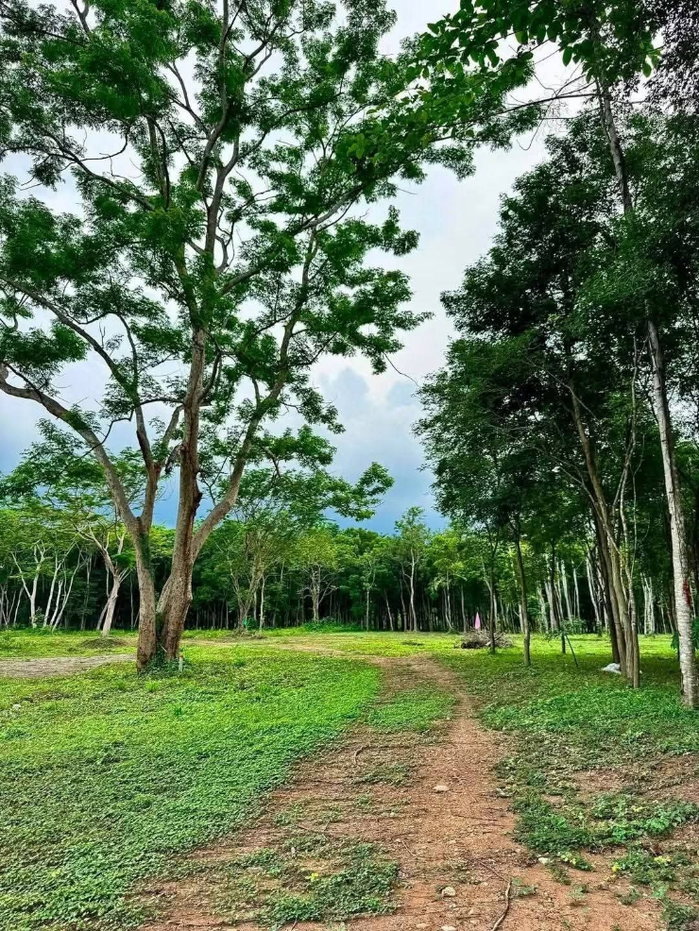 picture Gorgeous plot of land for sale with a clear title deed, blessed with a beautiful running stream passing through. - 4/7