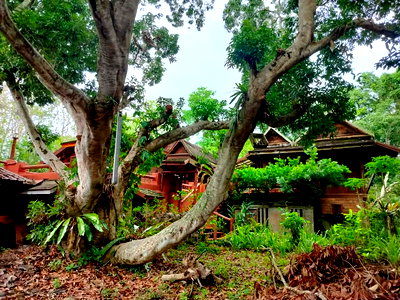 ที่ดิน ศาลจังหวัดเชียงใหม่ : ที่ดิน3ไร่แถมบ้านสวนแม่ริมเชียงใหม่