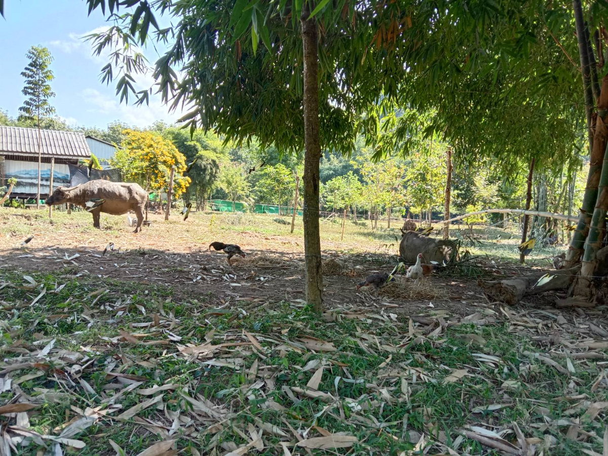 รูป ที่ดิน 3 ไร่ ด้านหน้าติดถนน ด้านหลังติดน้ำ และภูเขา - รูปที่ 1/7