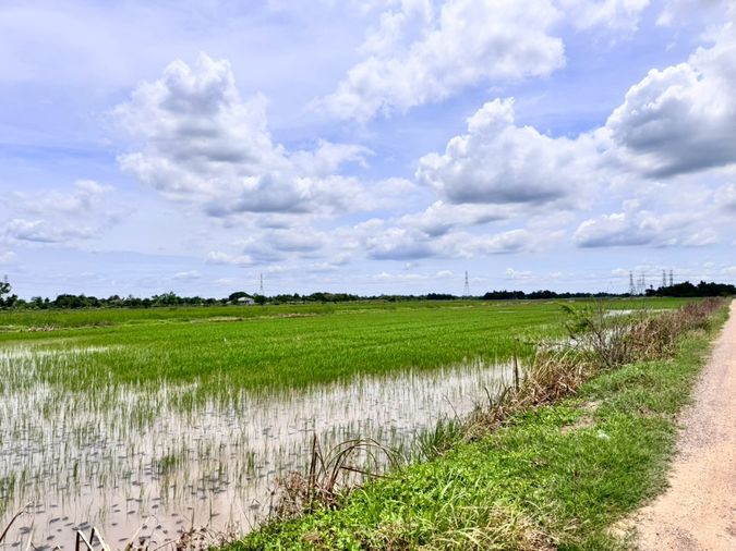 ขายที่ดิน 800 ตร.ว. เขตหนองจอก