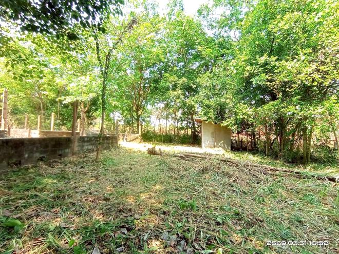 รูป บ้านเดี่ยว 1207 ตร.วา นามน กาฬสินธุ์ 2.4M - รูปที่ 14/31