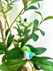 listing thumbnail image 8