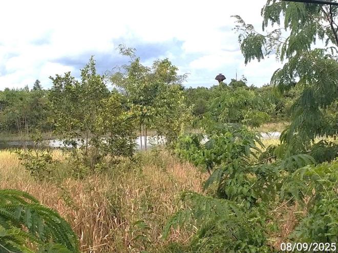 picture LAND 11758 Sq.w. Aranyaprathet Srakaeo for 74.1M - 6/21