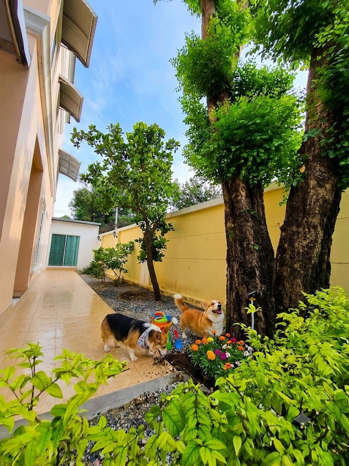รูป ให้เช่าบ้านสวน 5 ห้องนอน ใกล้ สาทร-BTS บางหว้า  - รูปที่ 7/19