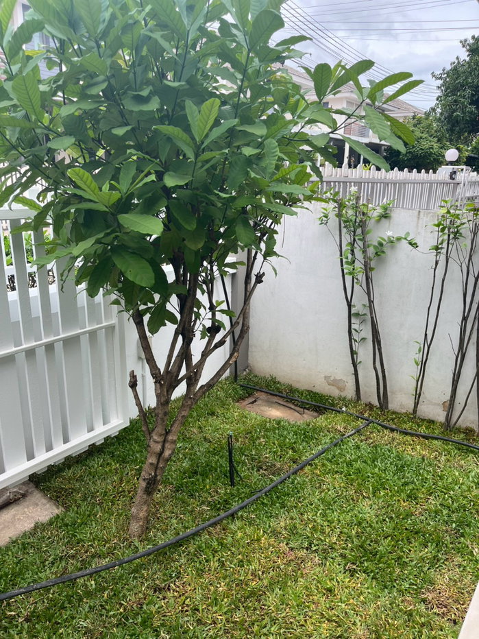 picture Must add Line only // 💞 Ready-to-move-in garden life - 23/27
