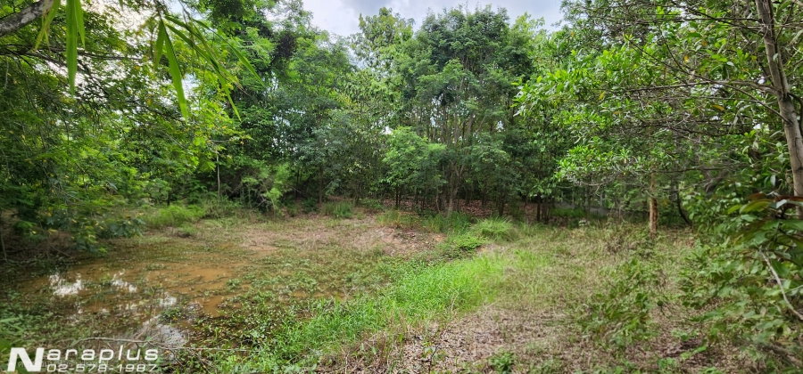 รูป 69080438 : ขายที่ดินแปลงสวย ติดทางหลวง 4 ช่องจราจร ถนนเจนจบทิศ เนื้อที่ 6 ไร่ 2งาน 45 ตารางวา ต.นางรำ อ.ประทาย นครราชสีมา กำไรตั้งแต่ซื้อ - รูปที่ 11/16