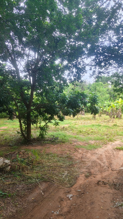 picture Land for sale Finix Golf club - 7/17