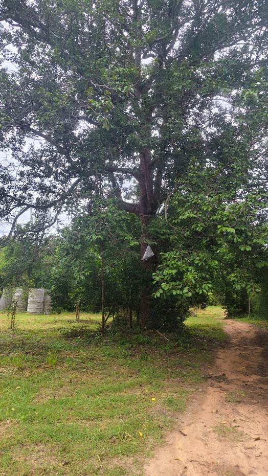 picture Land for sale Finix Golf club - 10/17