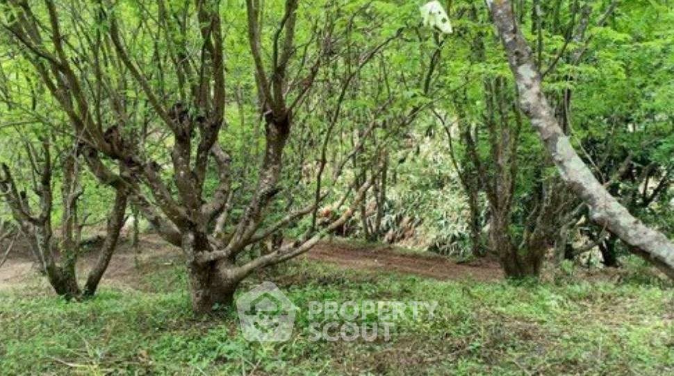 รูป ที่ดินเปล่าขาย ป่าเมี่ยง ดอยสะเก็ด เชียงใหม่ (ID 3192714) - รูปที่ 3/3