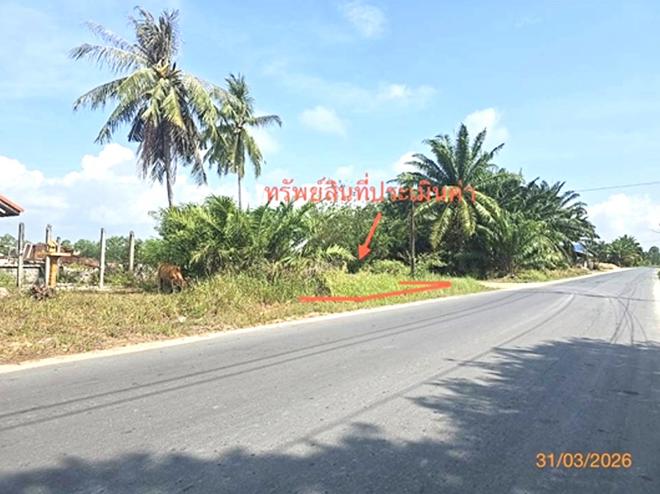picture LAND 49.2 Sq.w. Cha-uat Nakhon Sri Thammarat for 345,000 - 6/15