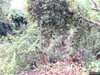 listing thumbnail image 13