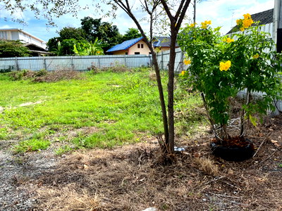 Land for rent Chonburi : Land for Rent 1 Rai  In Sriracha, Chonburi Near Motor No.7,  Sahaphat Industrial Park, Near Leam Chabang Port.