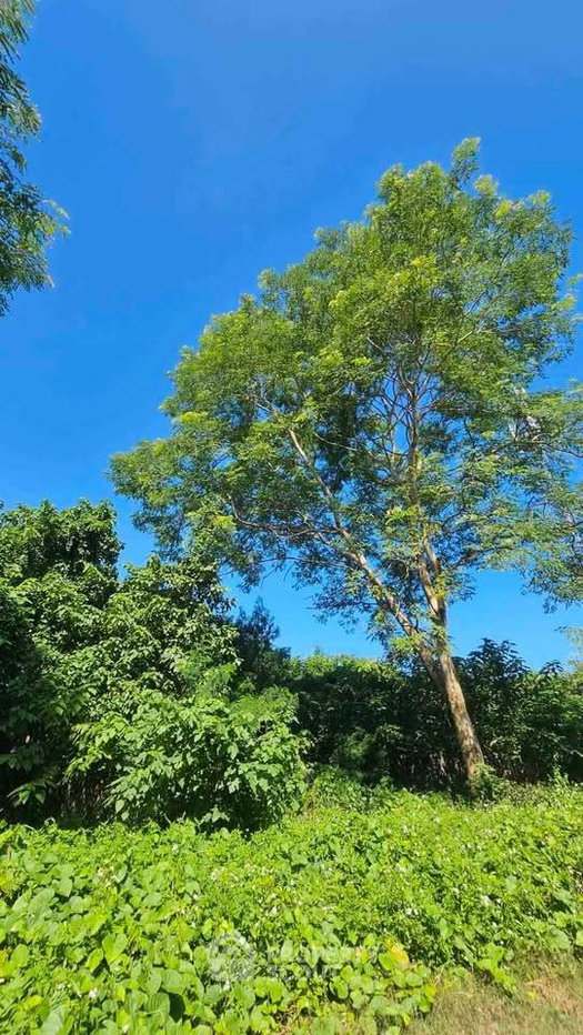 รูป ที่ดินขาย ขนาด 47 ตร.ม. ริมใต้ แม่ริม เชียงใหม่ (ID 3213191) - รูปที่ 3/5