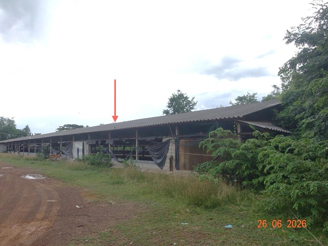 รูป ฟาร์ม 5495 ตร.วา หนองกี่ บุรีรัมย์ 13.2M - รูปที่ 14/27