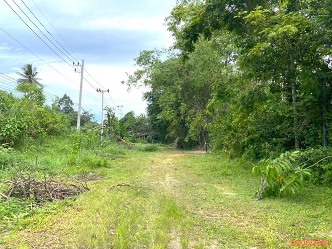 รูป ที่ดินว่างเปล่า 320 ตร.วา กงหรา พัทลุง 2M - รูปที่ 6/19