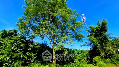 ที่ดิน แม่ริม พลาซ่า : ที่ดินขาย ขนาด 47 ตร.ม. ริมใต้ แม่ริม เชียงใหม่ (ID 3213191)
