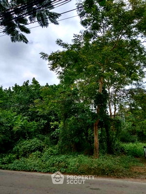 ที่ดิน แม่ริม พลาซ่า : ที่ดินขนาด 47 ตร.ม. สำหรับขาย ริมใต้ แม่ริม เชียงใหม่ (ID 3213186)