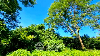 ที่ดิน แม่ริม พลาซ่า : ที่ดินขายในริมใต้ แม่ริม เชียงใหม่ (ID 3213212)
