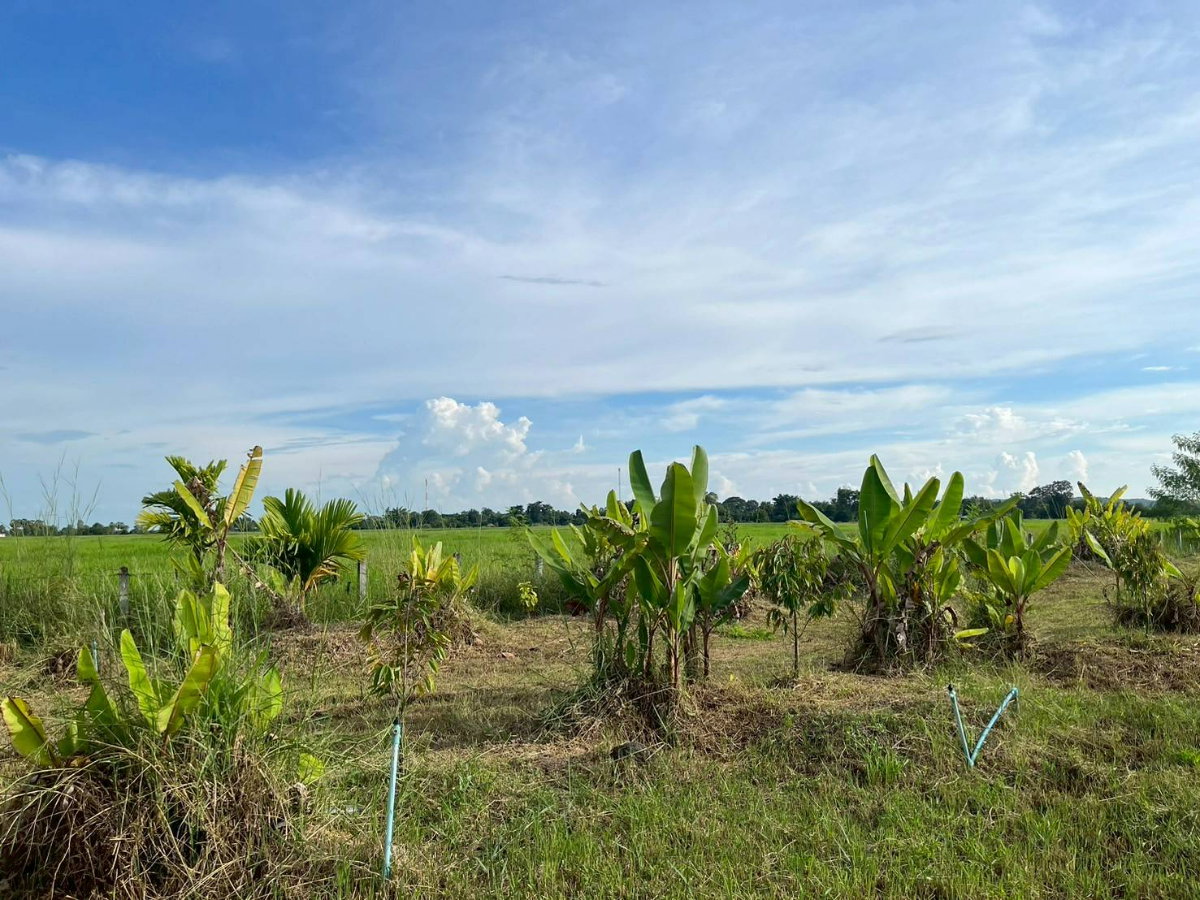 รูป ขายที่ดิน 6 ไร่ 52 ตร.วา อ.นางรอง จ.บุรีรัมย์ - รูปที่ 4/12