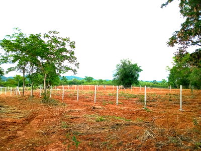 Land for sale Muak Lek Saraburi : Land 1 Rai, Muak Lek, Saraburi
