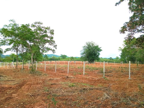 1 ไร่ โฉนดครุฑแดง ที่ดิน มวกเหล็ก สระบุรี