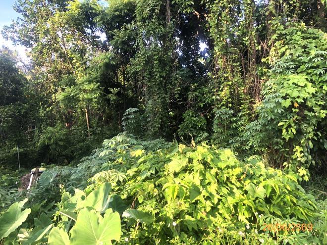 รูป ที่ดินว่างเปล่า 321.8 ตร.วา บ้านนาเดิม สุราษฎร์ธานี 547,000 - รูปที่ 11/25