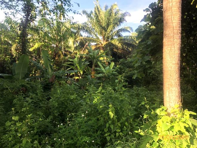 รูป ที่ดินว่างเปล่า 321.8 ตร.วา บ้านนาเดิม สุราษฎร์ธานี 547,000 - รูปที่ 5/25