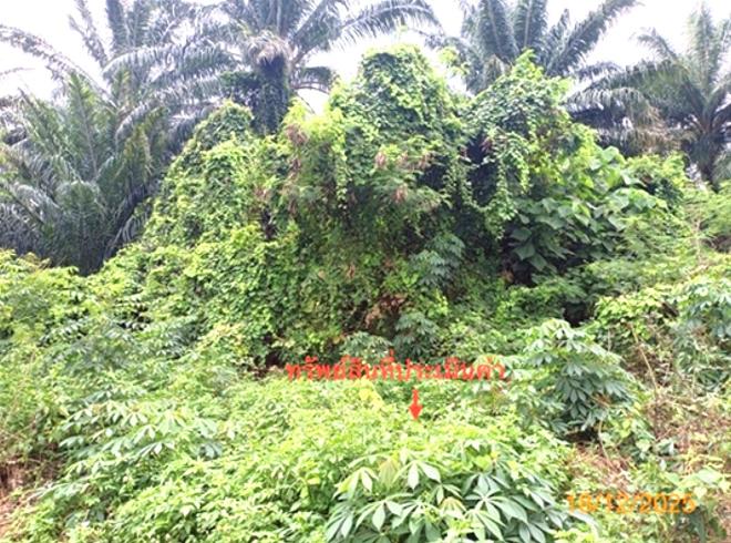 picture LAND 80 Sq.w. Sichon Nakhon Sri Thammarat for 640,000 - 5/15