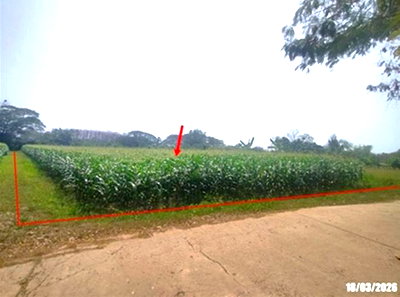 ที่ดิน เมืองหนองคาย หนองคาย : ที่ดินว่างเปล่า 408 ตร.วา เมืองหนองคาย หนองคาย 1M