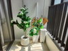listing thumbnail image 3