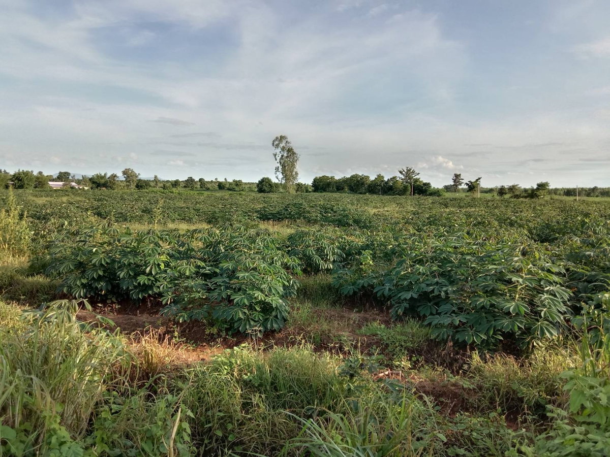 picture Land for Sale In Phu Wiang,Khon Kaen,Thailand - 4/4