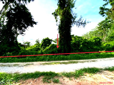 ที่ดิน เขาชัยสน พัทลุง : ที่ดินว่างเปล่า 12454 ตร.วา เขาชัยสน พัทลุง 7.8M