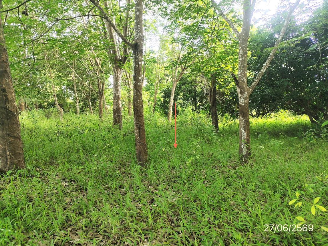 picture LAND 1070 Sq.w. Phu Sang Phayao for 2M - 15/23