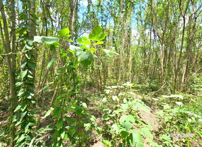 picture LAND 6391.3 Sq.w. Tron Uttaradit for 7M - 7/21