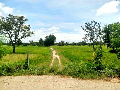 Land for sale Nakhon Ratchasima :  Urgent Land for Sale: 15 Rais 2 Nans 39ang Wah in Dan Khun Thot, Nakhon Ratchasima