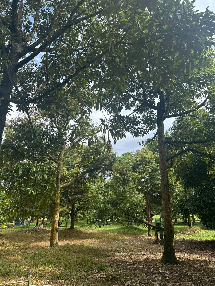 รูป 📢 ขายด่วน! สวนทุเรียน + มังคุด พร้อมบ้านพัก จ.จันทบุรี 🌳🏡 - รูปที่ 8/23