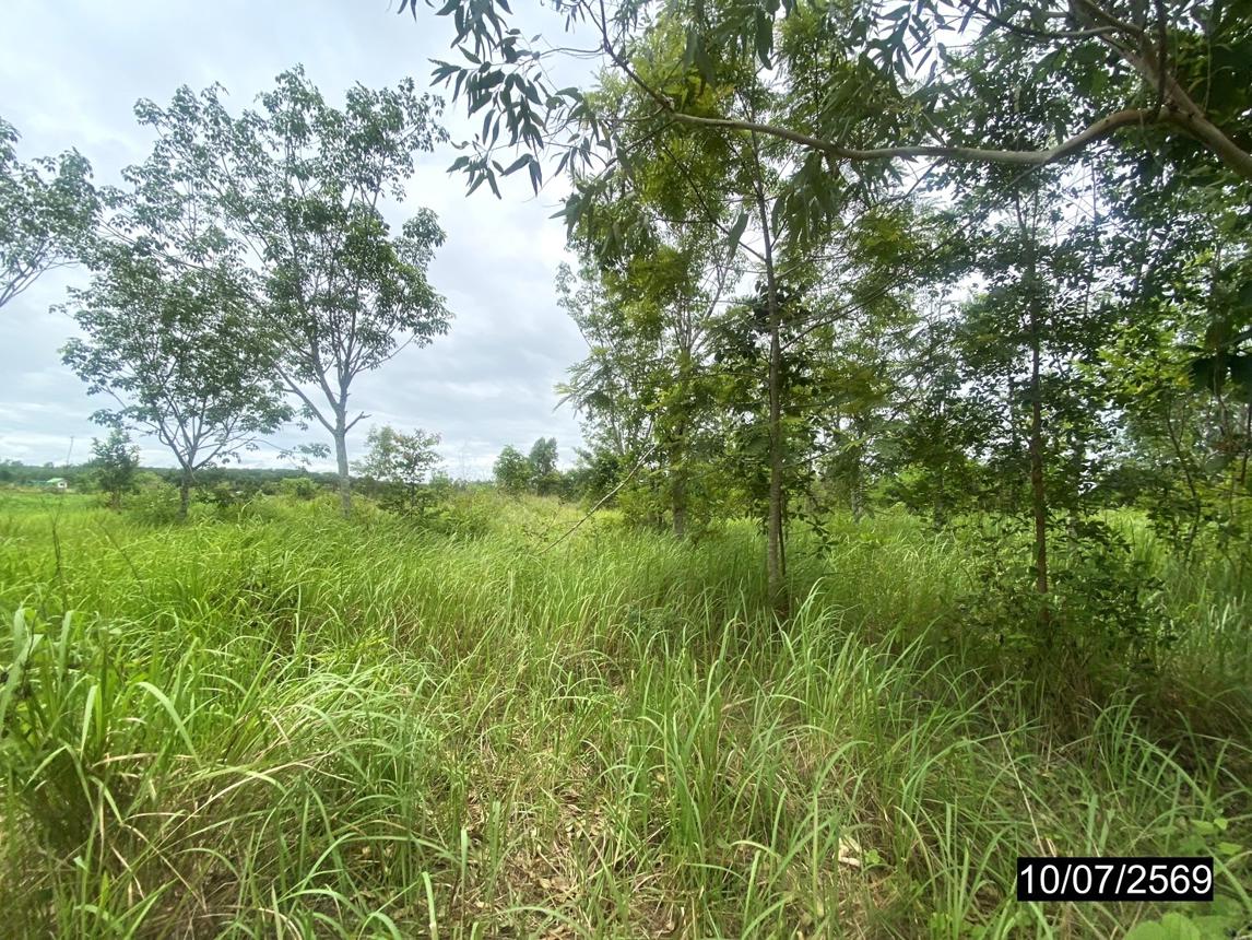 picture LAND 12067 Sq.w. Kut Chap Udon Thani for 4.5M - 16/21