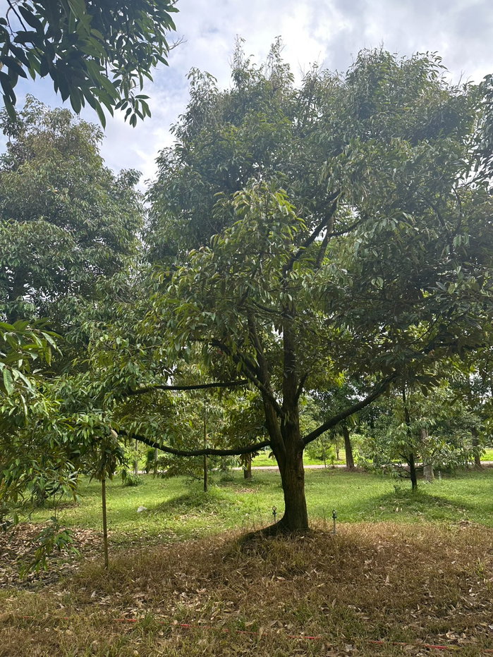 รูป 📢 ขายด่วน! สวนทุเรียน + มังคุด พร้อมบ้านพัก จ.จันทบุรี 🌳🏡 - รูปที่ 6/23