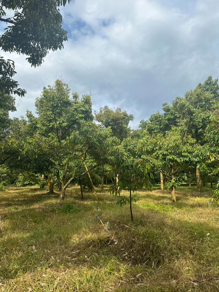 รูป 📢 ขายด่วน! สวนทุเรียน + มังคุด พร้อมบ้านพัก จ.จันทบุรี 🌳🏡 - รูปที่ 7/23