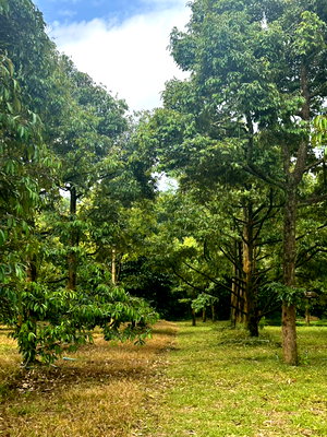 Land for sale : Urgent Sale! Durian & Mangosteen Orchard with House in Chanthaburi 🌳🏡  📍 Takhian Thong Subdistrict, Khao Khitchakut District, Chanthaburi, Thailand