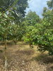 listing thumbnail image 9