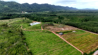 Land for sale Na Yai Am Chanthaburi : Land for Sale: 121 Rai near Na Yai Am Intersection, Chanthaburi. Frontage on two paved roads, with electricity available, a pond, and a groundwater o