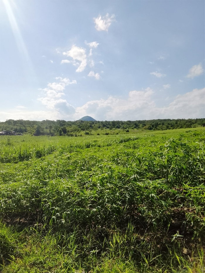 รูป ที่ดินเกษตรติดลาดยาง50ไร่ลพบุรี - รูปที่ 5/8