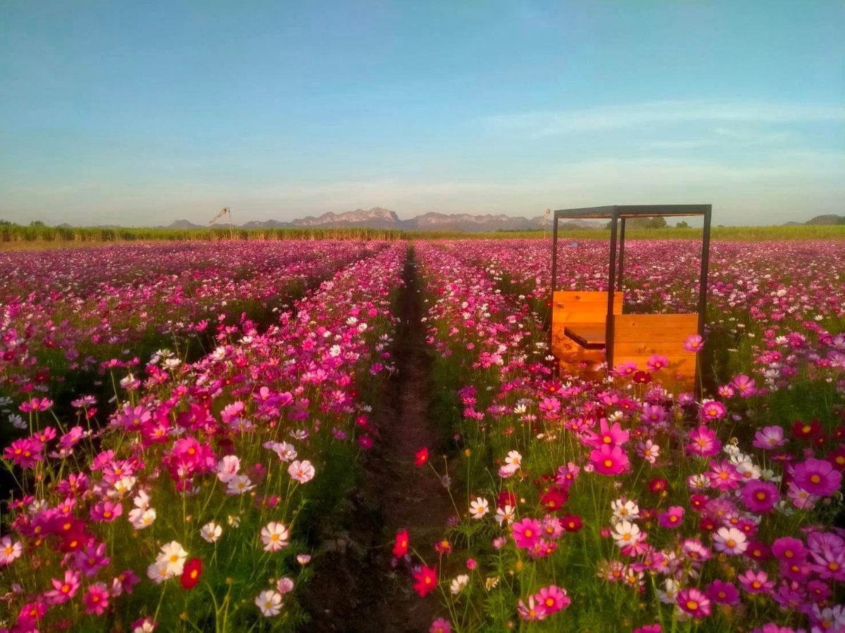 รูป ขายที่ดินสวย 2 แปลง กาญจนบุรี ท่าม่วง วิวภูเขา เคยเป็นสวนดอกไม้ ติดถนนลาดยาง - รูปที่ 3/6