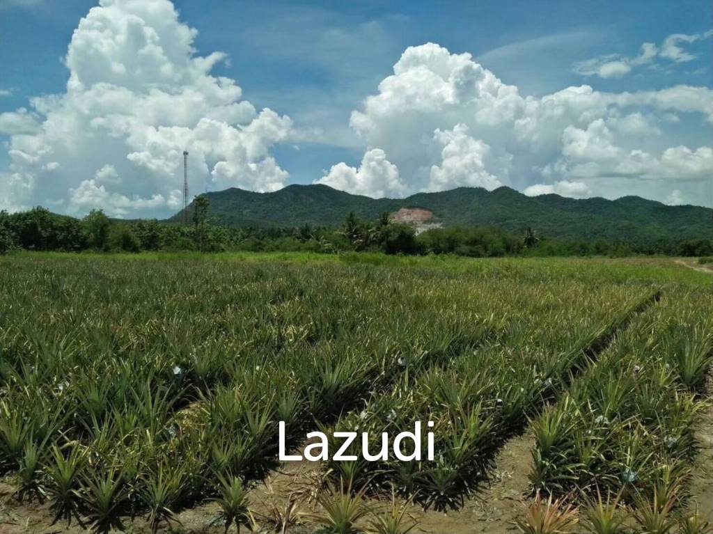 รูป ขายที่ดิน 12-2-20 ไร่ วิวภูเขา หนองพลับ หัวหิน - รูปที่ 2/14