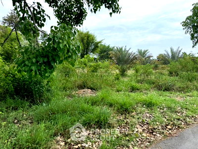 Land for sale : Land For Sale In Makhun Wan, San Pa Tong, Chiang Mai (ID 3243994)