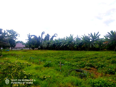 Land for sale ChiangMai Provincial Court : Land for sale Mae Rim Muang Kaew Mountain view 